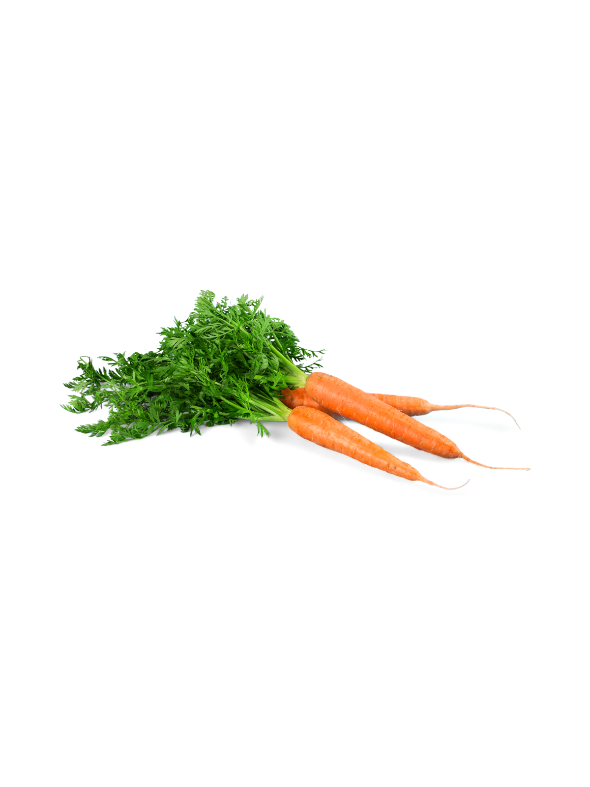 Carrot